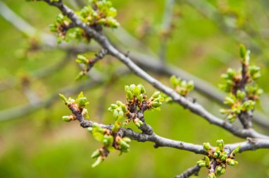 Yeşil dallarda bahar tomurcukları.