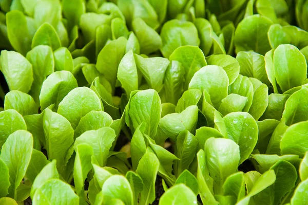 Small seedlings of lettuce — Stock Photo, Image
