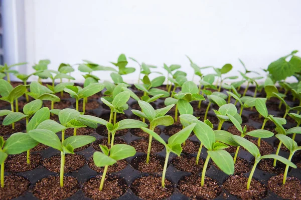 Små plantor av sallat — Stockfoto