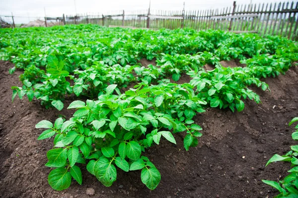 Patates bitkiler alan