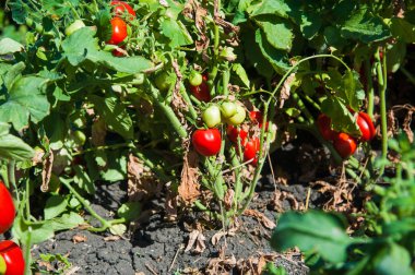 Doğal alan domates