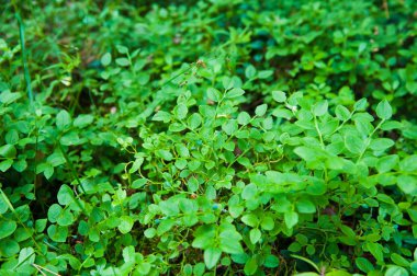 Orman toprak çimen ile