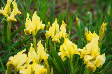 Güzel Bahar çiçeği, Irises