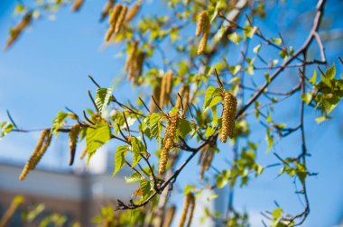 Huş önümüzdeki küpe