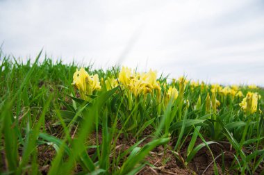 Güzel Bahar çiçeği, Irises