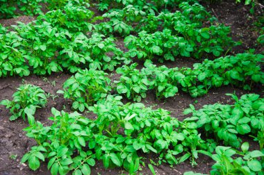 Patates bitkiler alan