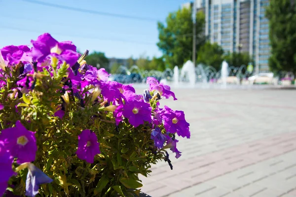 Park s moderní fontána ve městě — Stock fotografie