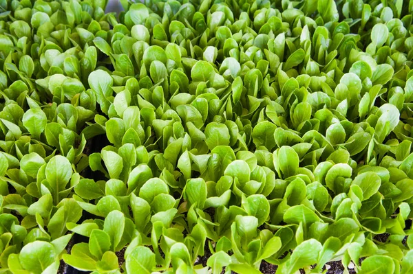 Small seedlings of lettuce — Stock Photo, Image