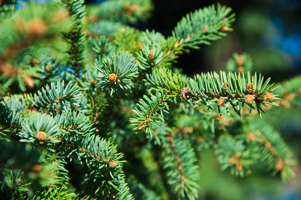 Green prickly branches of a fur-tree or pine — Stock Photo, Image