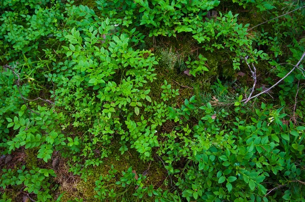 Forest bodem met gras — Stockfoto