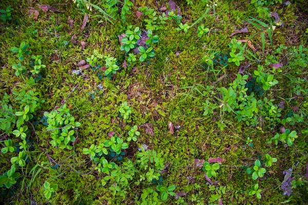 Skogsmarken med gräs — Stockfoto