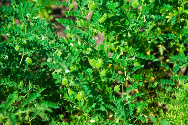 Campo de cultivo de grão de bico — Fotografia de Stock