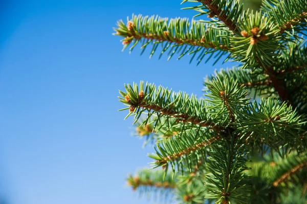 Green prickly branches of a fur-tree or pine Stock Photo