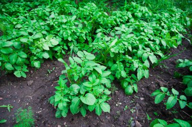 Patates bitkiler alan