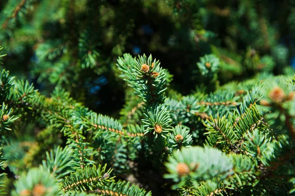 Green prickly branches of a fur-tree or pine — Stock Photo, Image