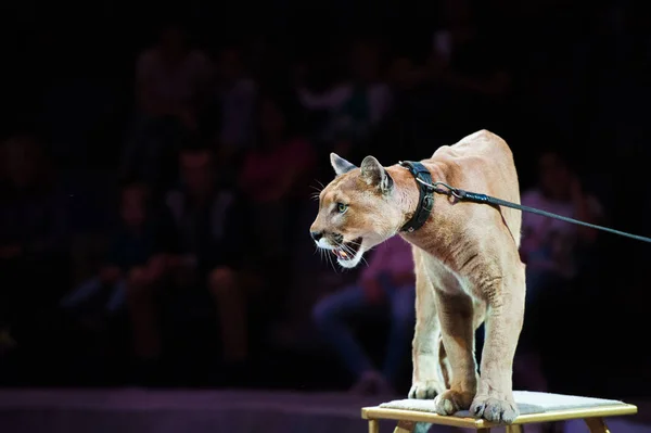 Puma performs in the circus — Stock Photo, Image