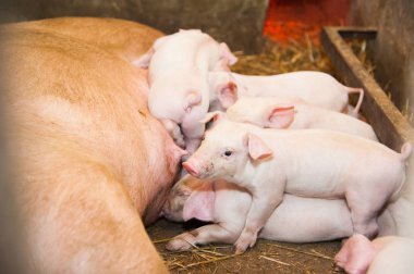 Küçük domuz emzirme bir domuz çiftliğinde