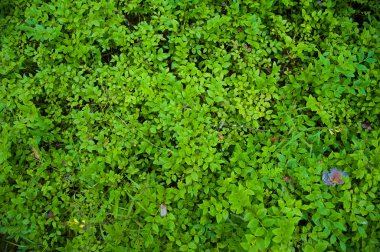 Orman toprak çimen ile