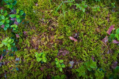 Orman toprak çimen ile