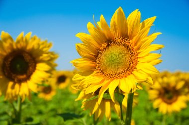 Ayçiçeği alan. Yaz peyzaj