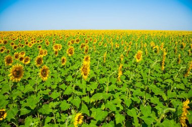 Ayçiçeği alan. Yaz peyzaj