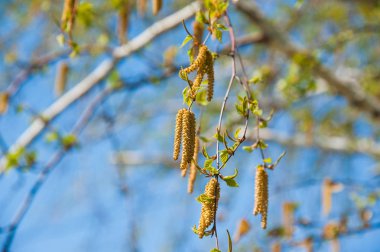 Huş önümüzdeki küpe