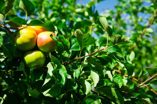 Las manzanas crecen en una rama entre el follaje verde — Foto de Stock
