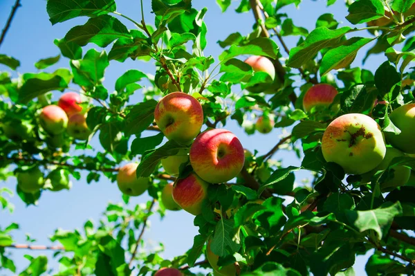 Omenat kasvavat oksalla vihreiden lehtien keskellä — kuvapankkivalokuva