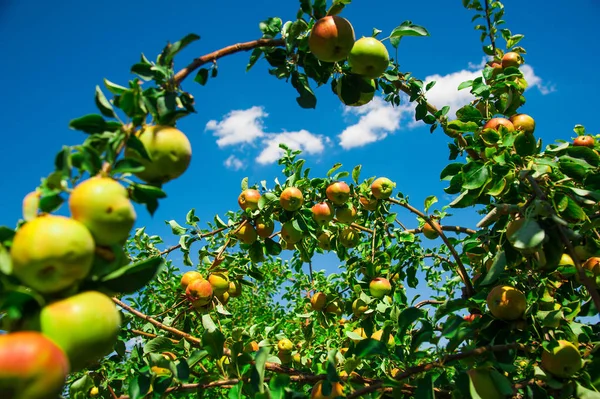 Appels groeit op een tak onder het groene blad — Stockfoto