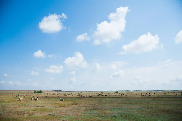 Flock of sheep on the meadow — Stock Photo, Image