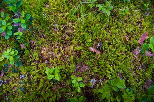 草による森林土壌 — ストック写真