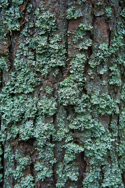 Textuur Schors van dennenbomen close-up — Stockfoto