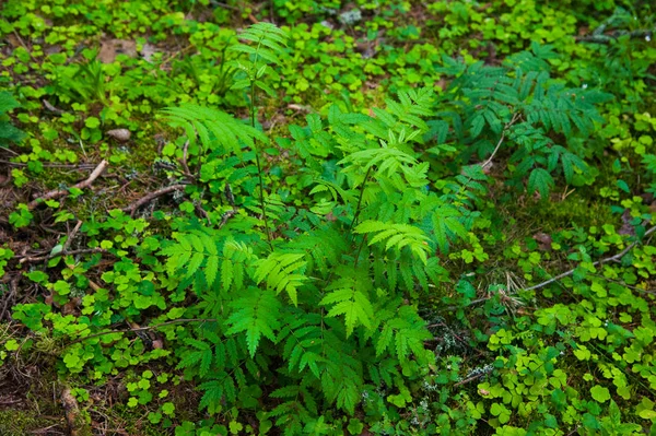 Small fern tree in the forest — Stock Photo, Image