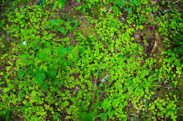 Waldboden mit Gras — Stockfoto