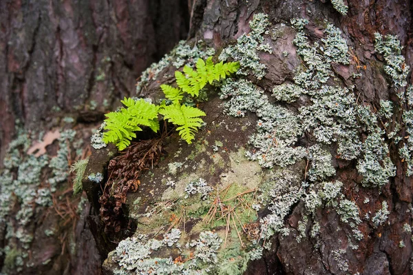 Textuur Schors van dennenbomen close-up — Stockfoto