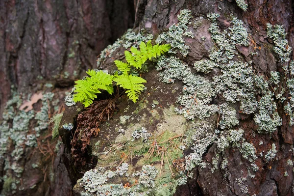 Textur Rinde von Kiefern Nahaufnahme — Stockfoto