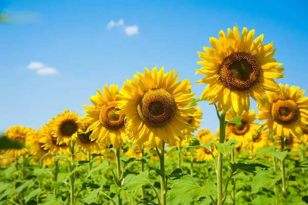 Zonnebloem veld. zomer landschap — Stockfoto