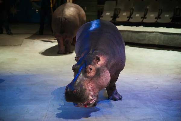Hippopotamus in the circus