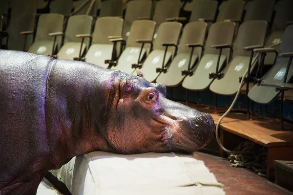 Hippopotamus in the circus