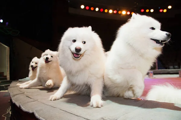 Dog in the circus — Stock Photo, Image