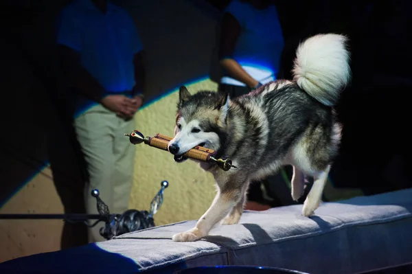 Dog in the circus — Stock Photo, Image