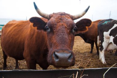 bir çiftlikte inekler. süt inekleri
