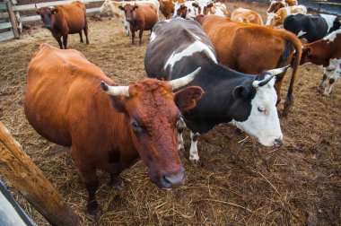 bir çiftlikte inekler. süt inekleri