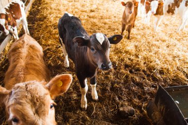 bir çiftlikte inekler. süt inekleri