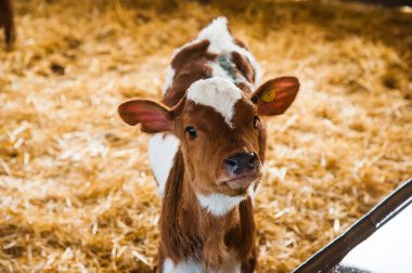 bir çiftlikte inekler. süt inekleri