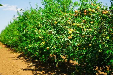 Elma bahçesi güneşli yaz günü