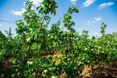 Elma yeşil yaprakları arasında bir dal üzerinde yetişir