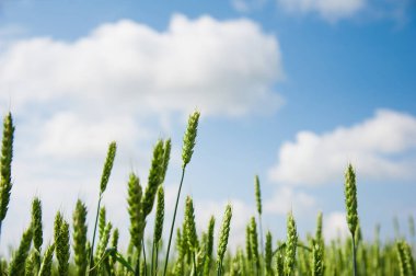 buğday alan olgunlaşma