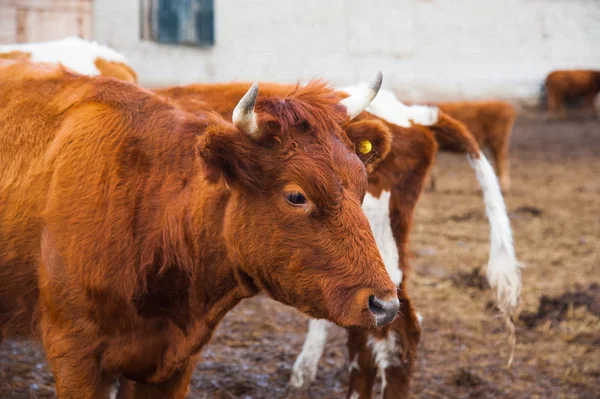 Vacas en una granja. Vacas lecheras — Foto de Stock