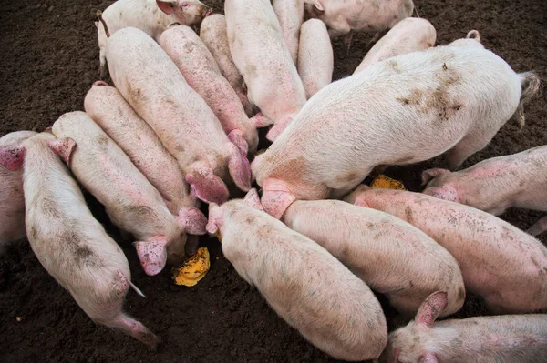 Domestic pigs on a farm